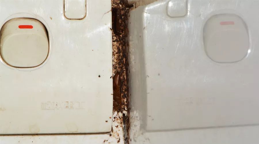 蟑螂怎么正确消灭最彻底非广告,蟑螂怎么正确消灭最彻底不看广告