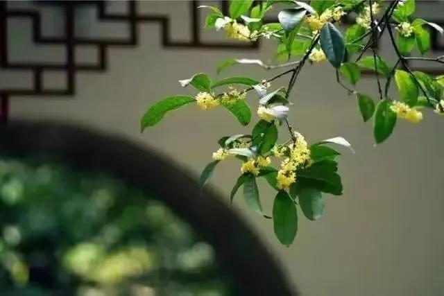 生活就是用一两分的甜冲淡8分苦,生活用一两分的甜冲淡七八分的苦