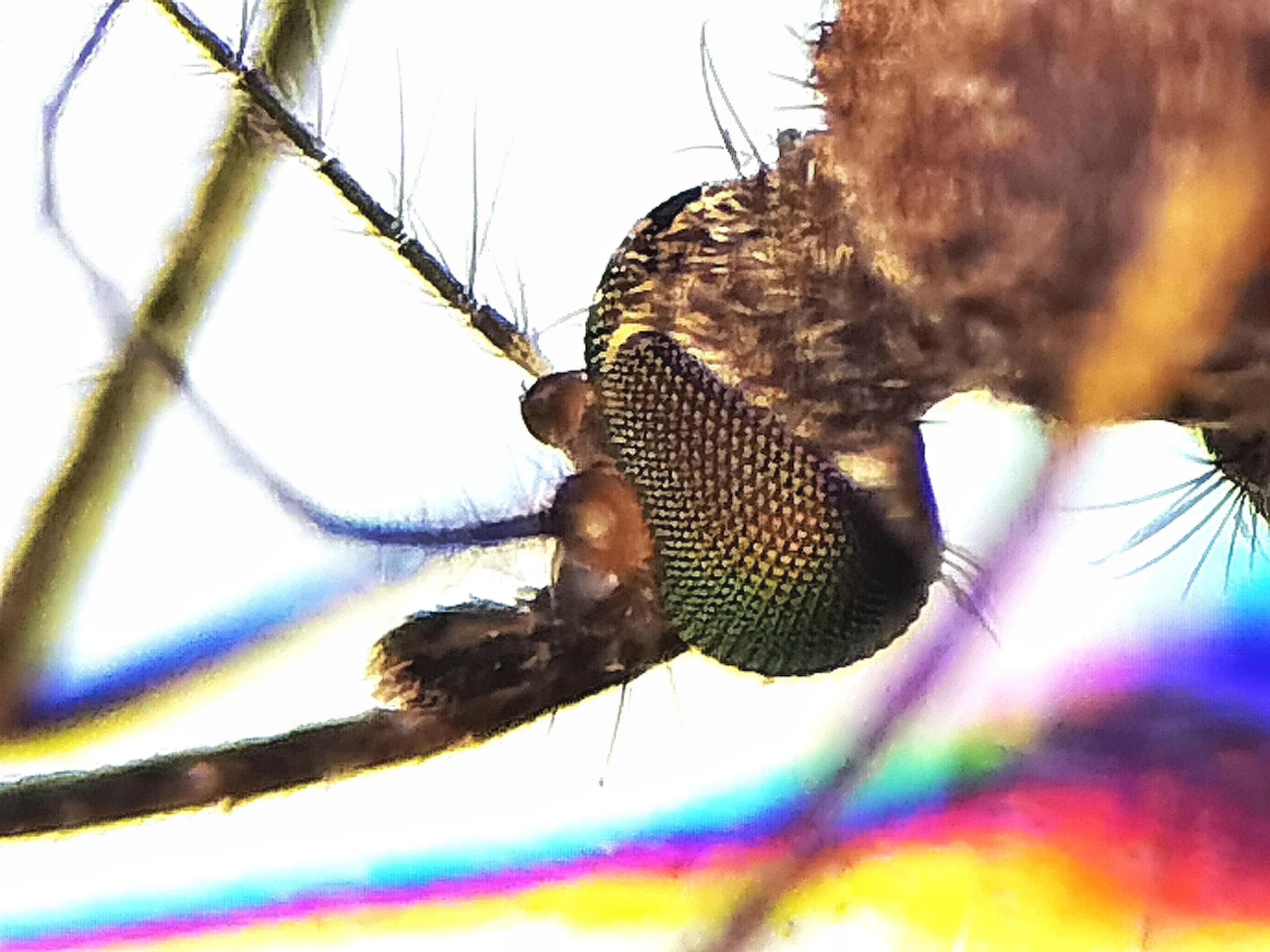 蚊子眼睛是什么样子的,科普蚊子眼睛