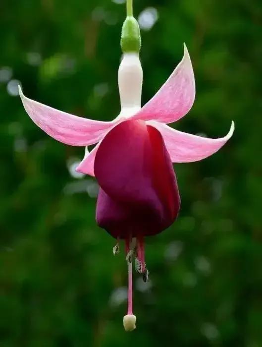 分享图片温暖大图,倒挂金钟花唯美视频