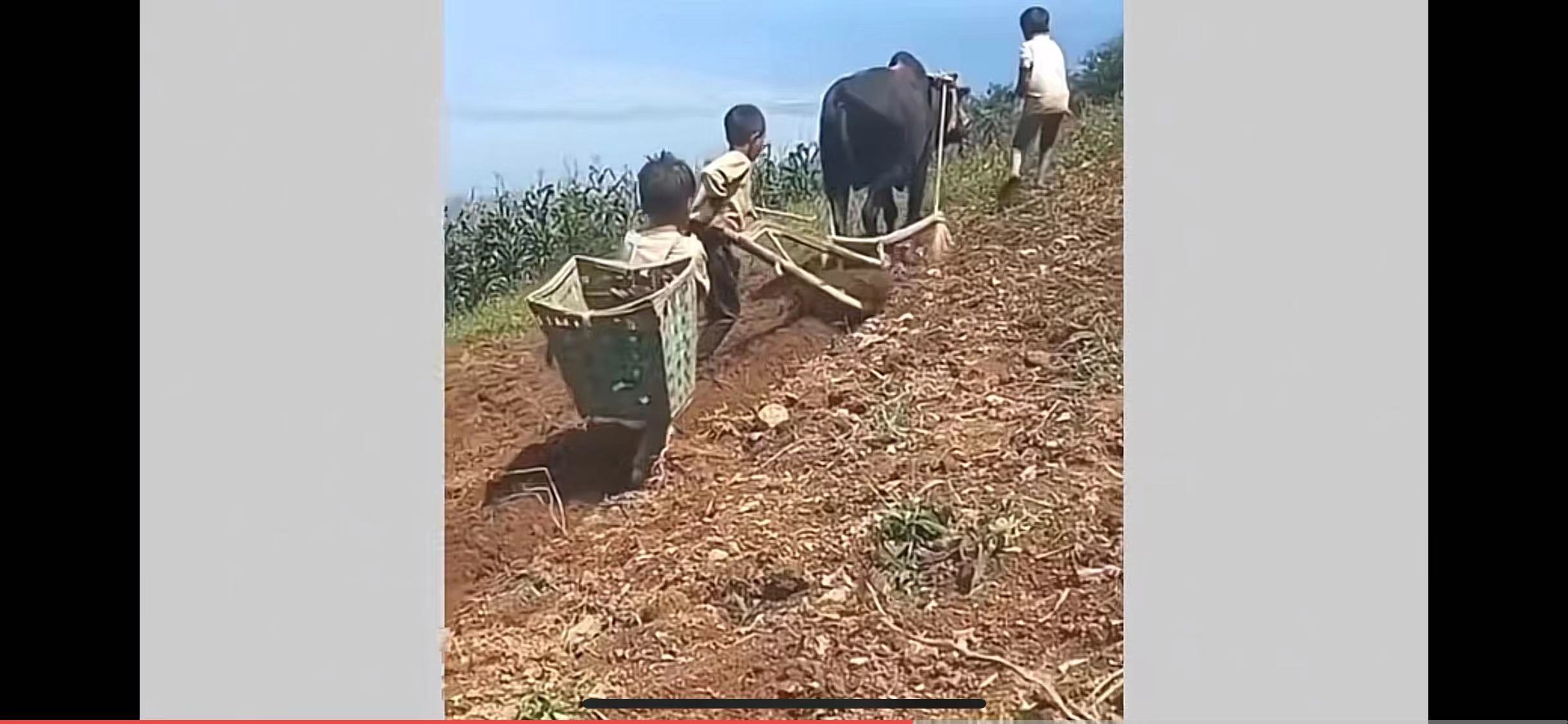 重庆3名小男孩种地，一人牵牛，一人扶犁，场面令人心疼