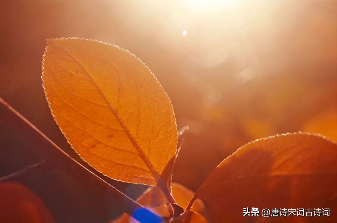 晚秋不晚浅冬不迟的含义,晚秋不晚抖音