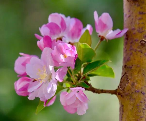 西府海棠花白色,西府海棠花骨朵