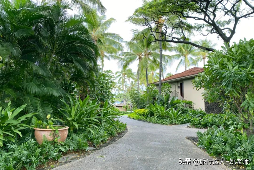 夏威夷的活火山喷发,夏威夷火山喷发大岛还能旅游吗