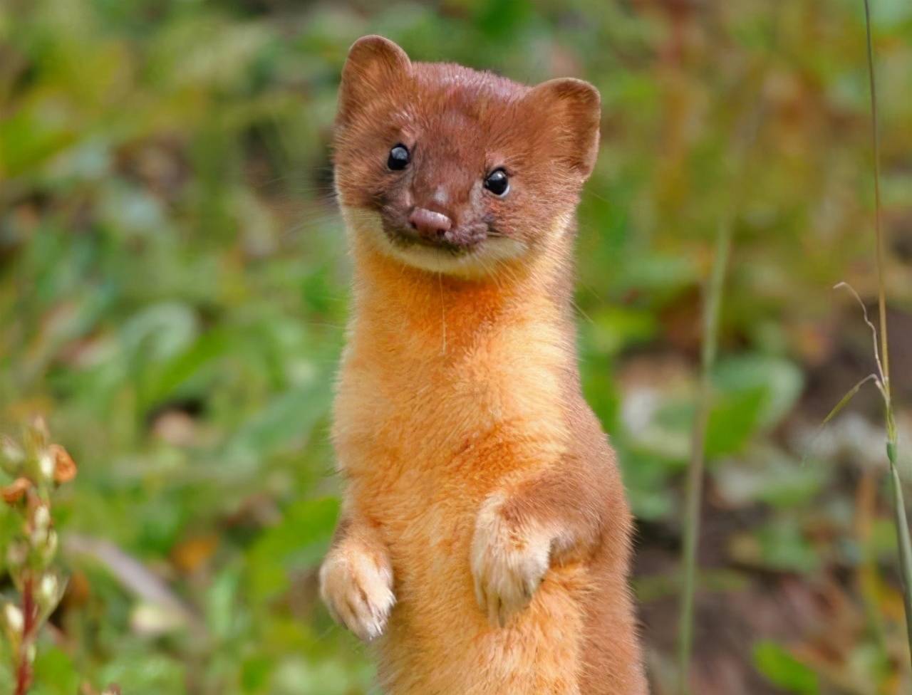 黄鼠狼被救后知恩图报,黄鼠狼被人救会报恩真的假的