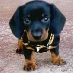 宠物狗应该怎么养详细介绍科普,宠物狗喂养及训练方法有哪些