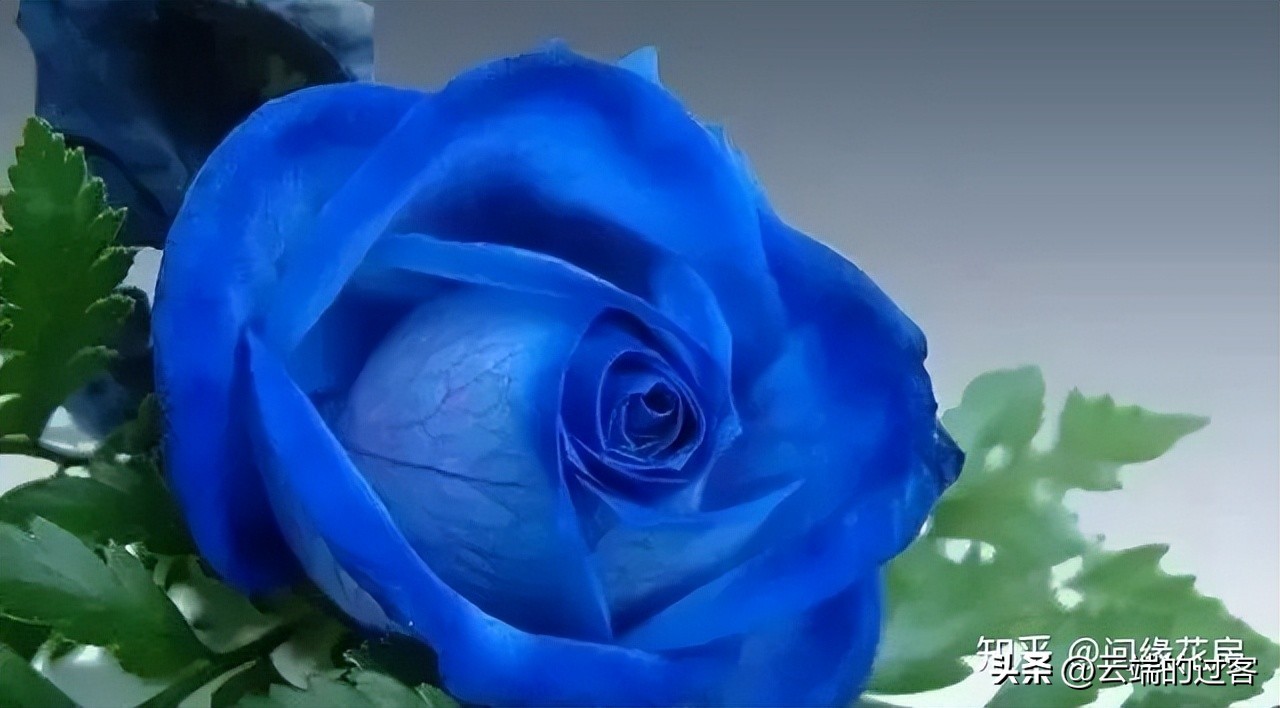 1到99朵玫瑰的含义图片,1到99朵玫瑰花语是什么