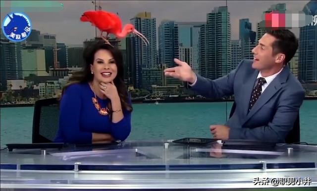 新闻联播主持人怎么站着念稿,新闻联播主持人为什么不低头念稿