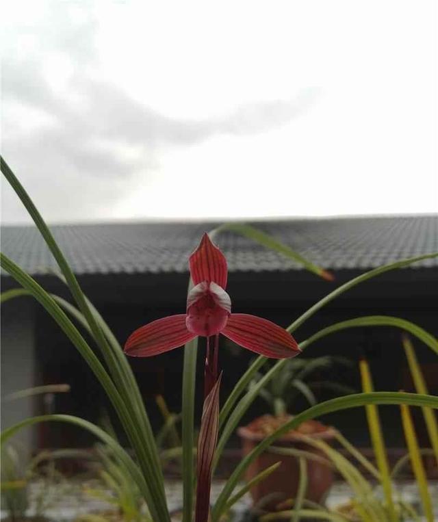 此兰是“云南色花之王”，珍品红素，兰香四溢，开花后仙气十足