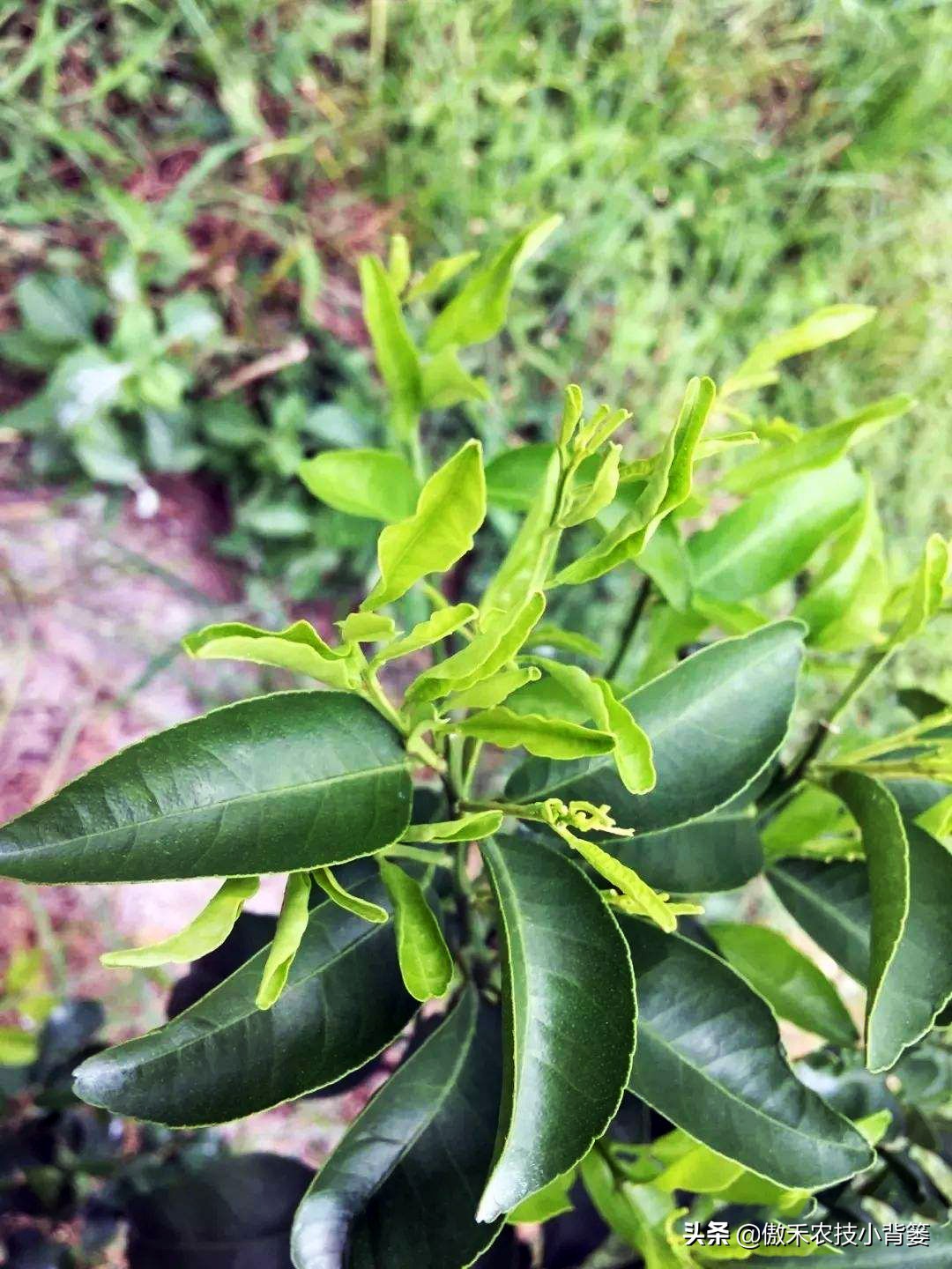 作物缺素原因及症状对照表收藏版,作物缺钼症状