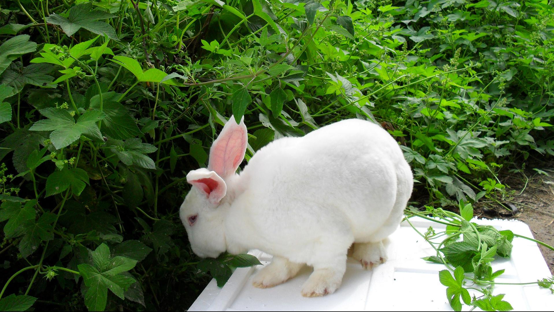 养兔技术与兔疾病防治的关系,养兔生病的症状