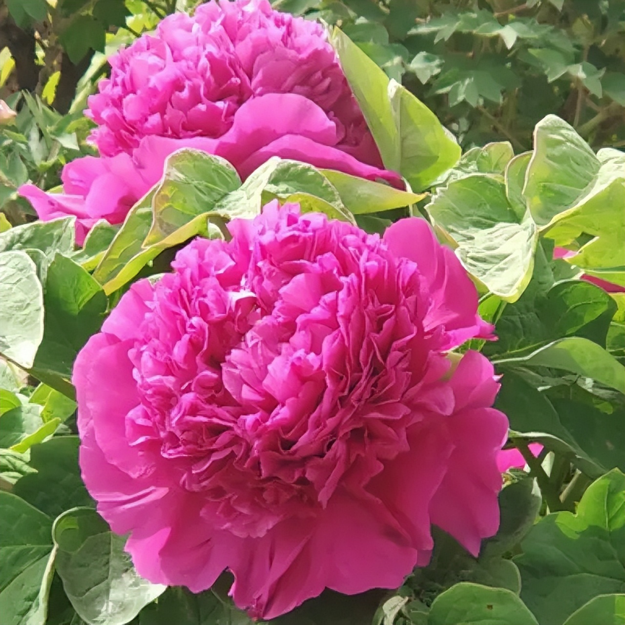 家里好不好就看门前草,老话说家里院子前不插柳后不栽桑