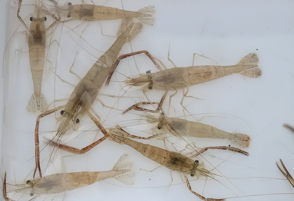 正在逐渐消失的6种河鲜,正在逐渐消失的五种河鲜