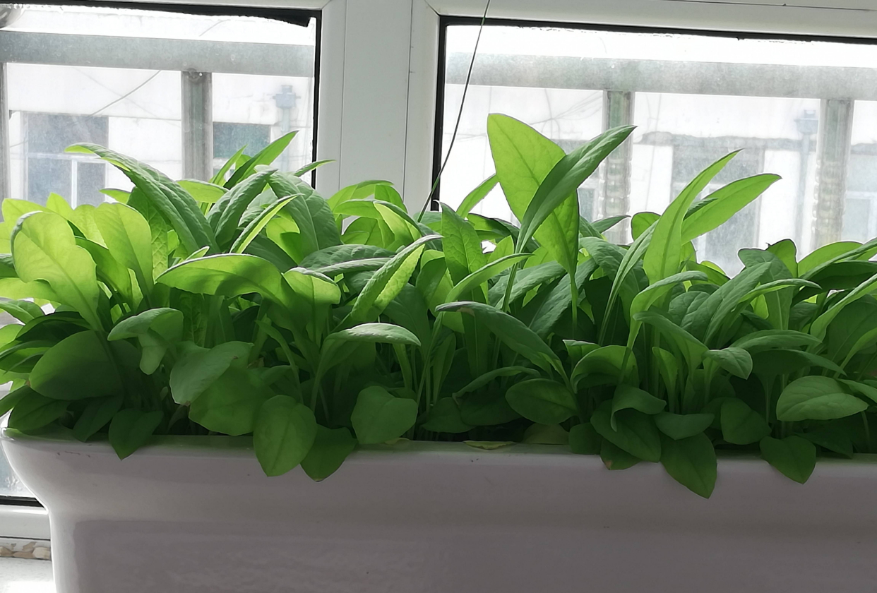 阳台种菜的最佳方法,阳台种菜的方法和技巧大全