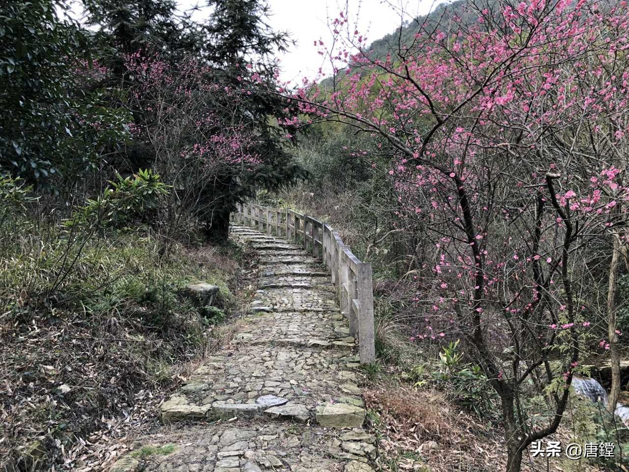 五磊寺的十里梅花径:追寻诗意仙境的心灵之旅