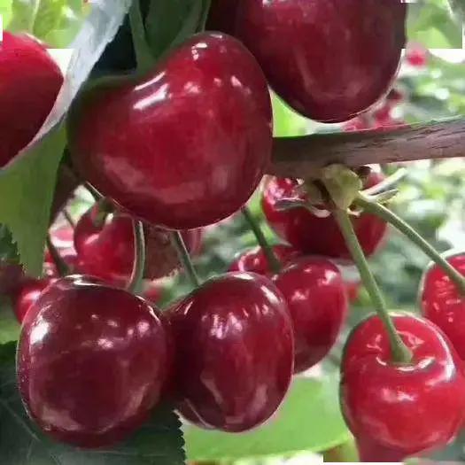 最好吃最甜又大又红的樱桃,吃过大樱桃的大汇总