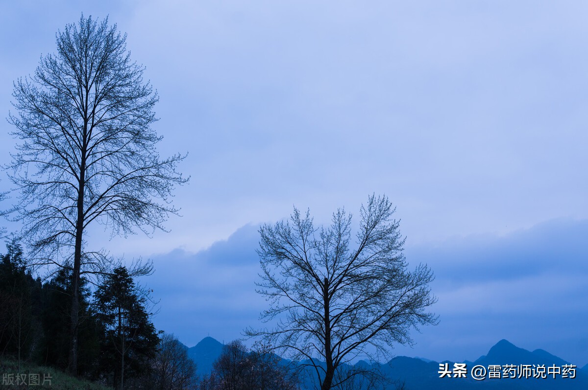 附子的毒性多久会消失,附子的毒性在身体可停留多久