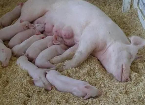 后备母猪尿液白,后备母猪尿后有白色的分泌物