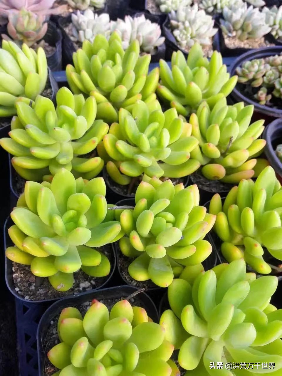 可爱的多肉植物品种大全图解,满19包邮春萌缀化多肉植物盆栽