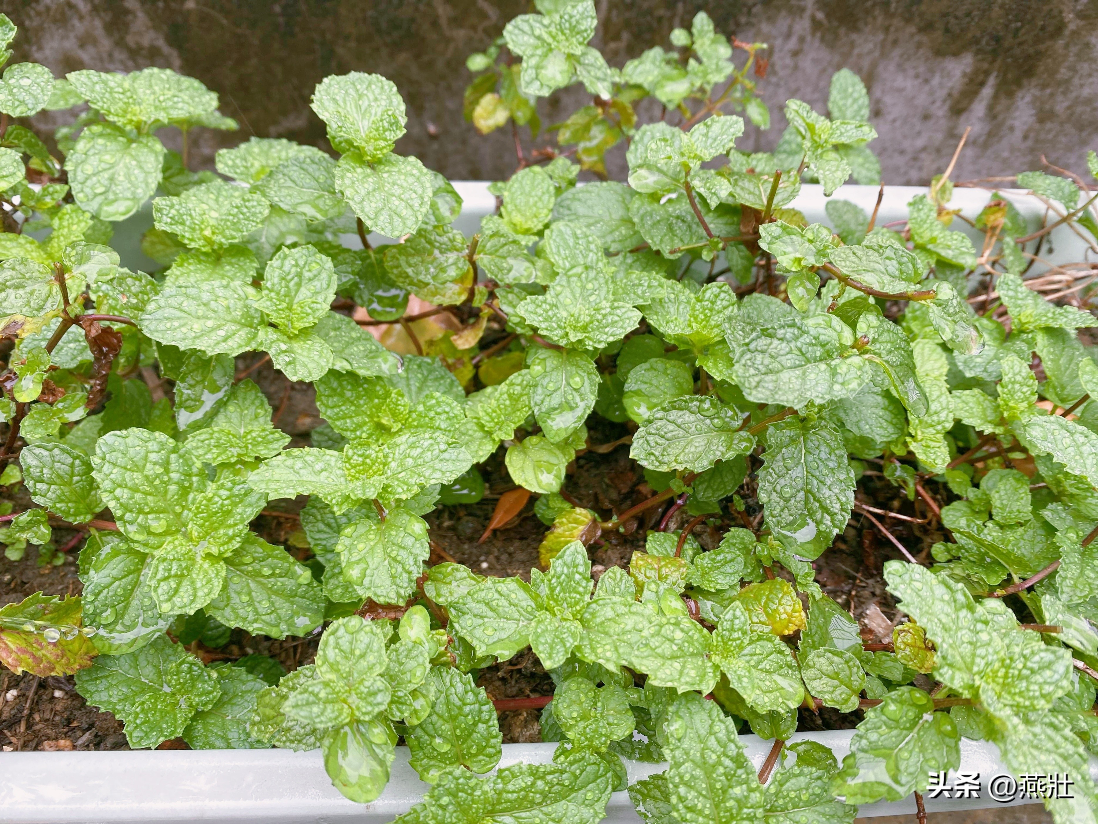 当我想念故乡的时候,当我想起遥远故乡