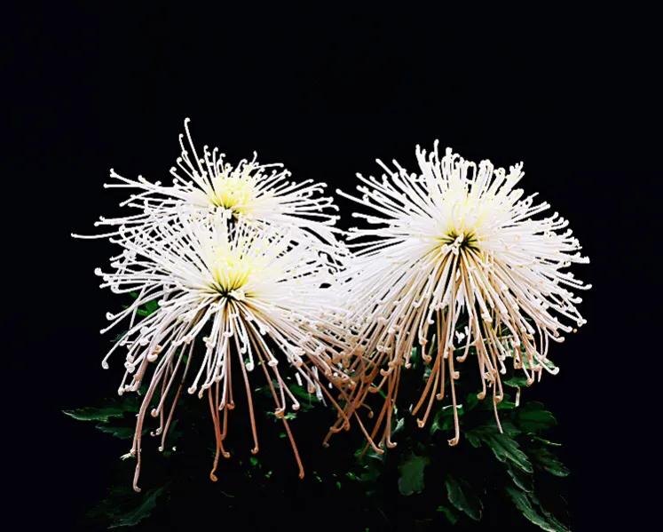 冷冬寒菊,冬菊与夏菊的区别