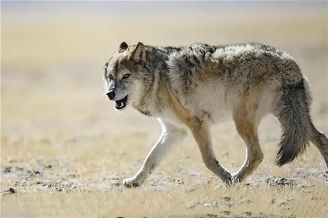 三江源成年雪豹被五只狼围攻,三江源现罕见藏棕熊捕食