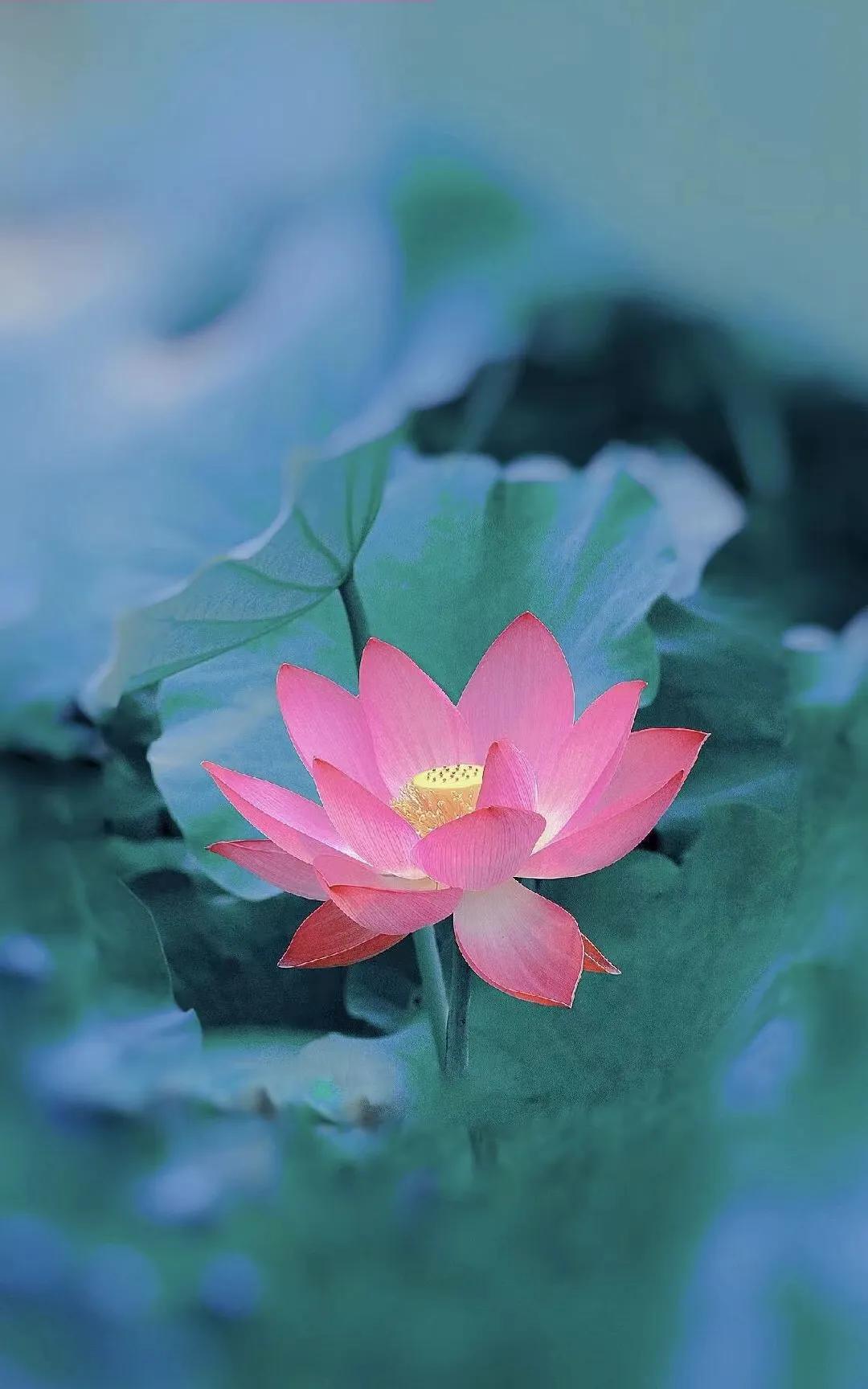 濯清涟而不妖的清的意思,濯清涟而不妖的濯字是什么意思