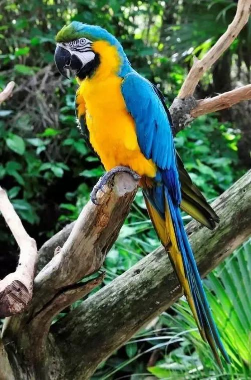 图片欣赏-金刚鹦鹉