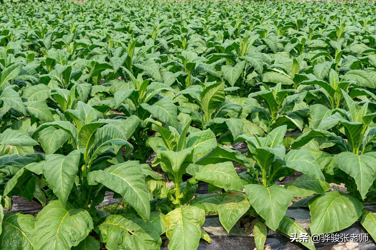 十大“铁饭碗”有排名，官本位根深蒂固，电网及文职为何靠后了？