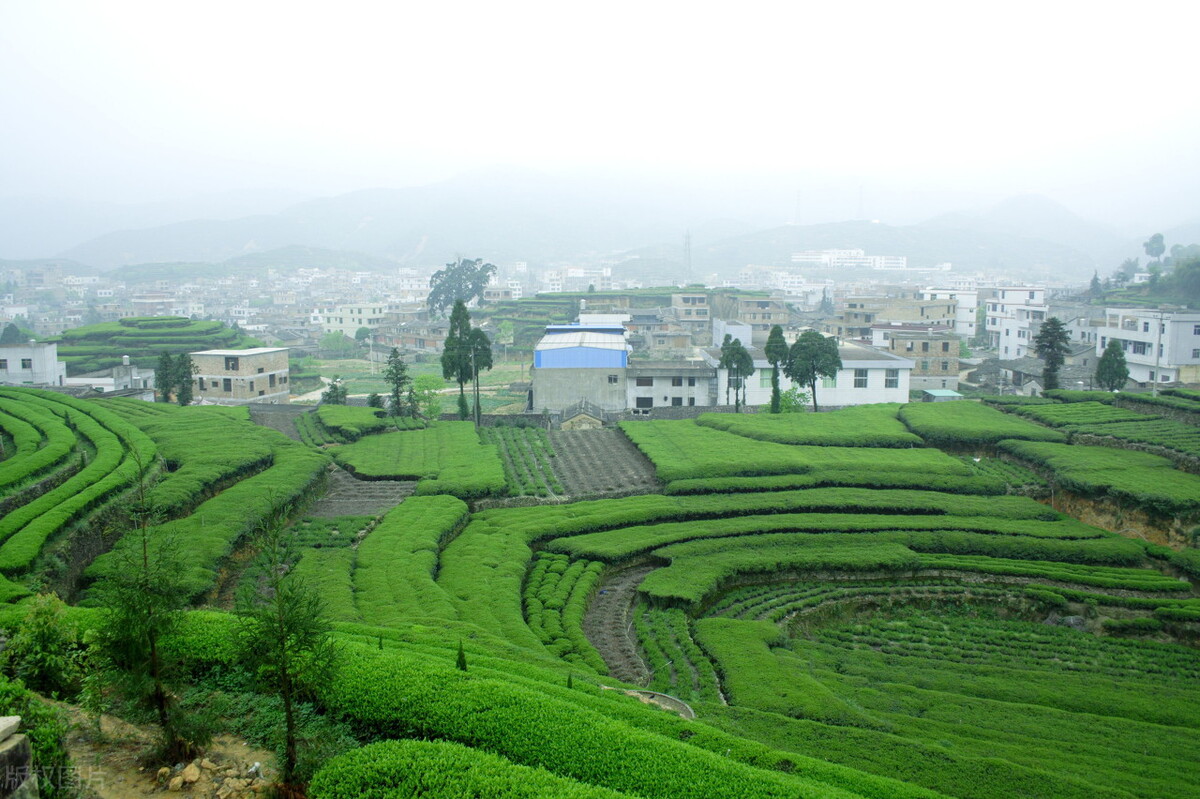 铁观音属于什么品种的茶,铁观音属于什么香型