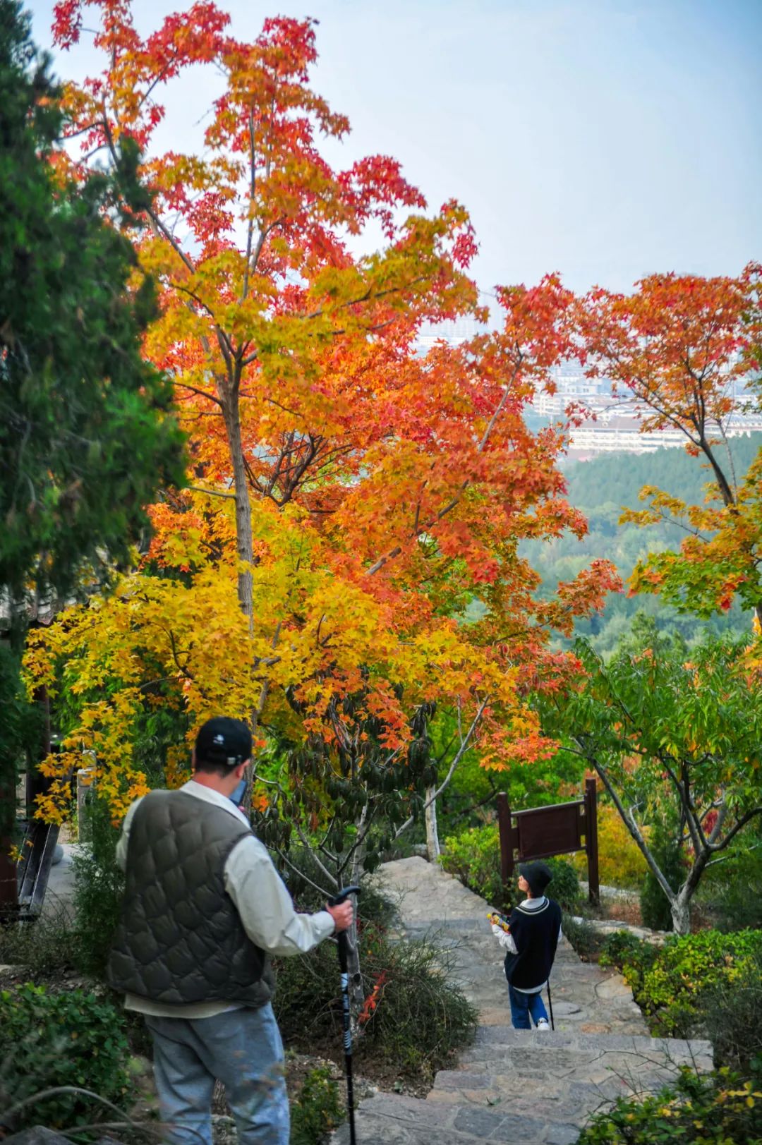 入秋济南好去处,济南秋季看花打卡地