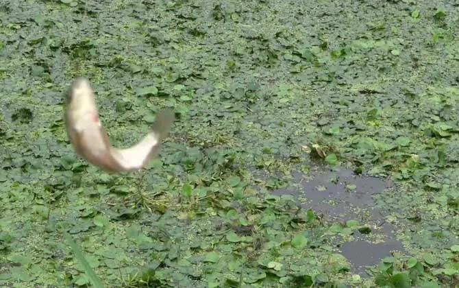 新手钓鱼入门基本功怎样绑子线,新手钓鱼入门基本功怎样绑浮标