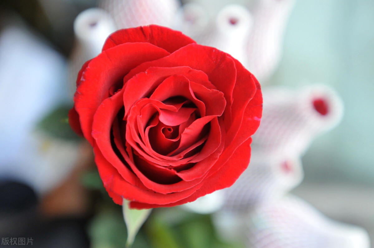 大连婚恋网站哪个靠谱,婚恋相亲网站哪个真实靠谱