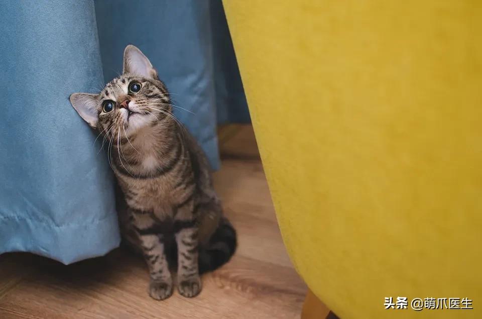 我的猫丢了拿回来要钱怎么办,我的猫丢了隐晦的意思