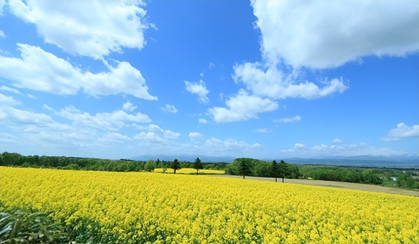 北海道的薰衣草花海在哪里,日本北海道薰衣草花海图片