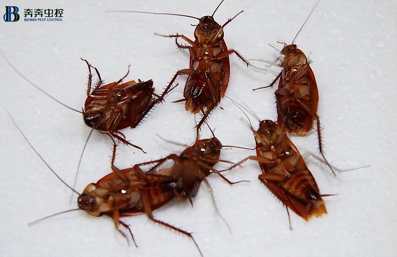 家里有蟑螂怎么办妙招,彻底消灭家里蟑螂的方法