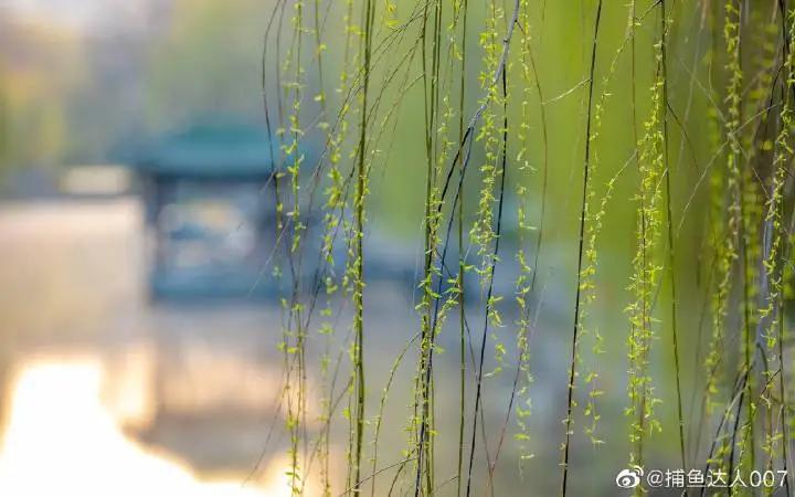 济南的春天来了吗,济南春天来了