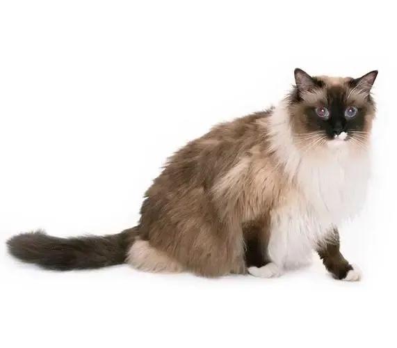 猫每天带你们认识不同品种的猫,猫咪品种知多少你都认识哪些猫