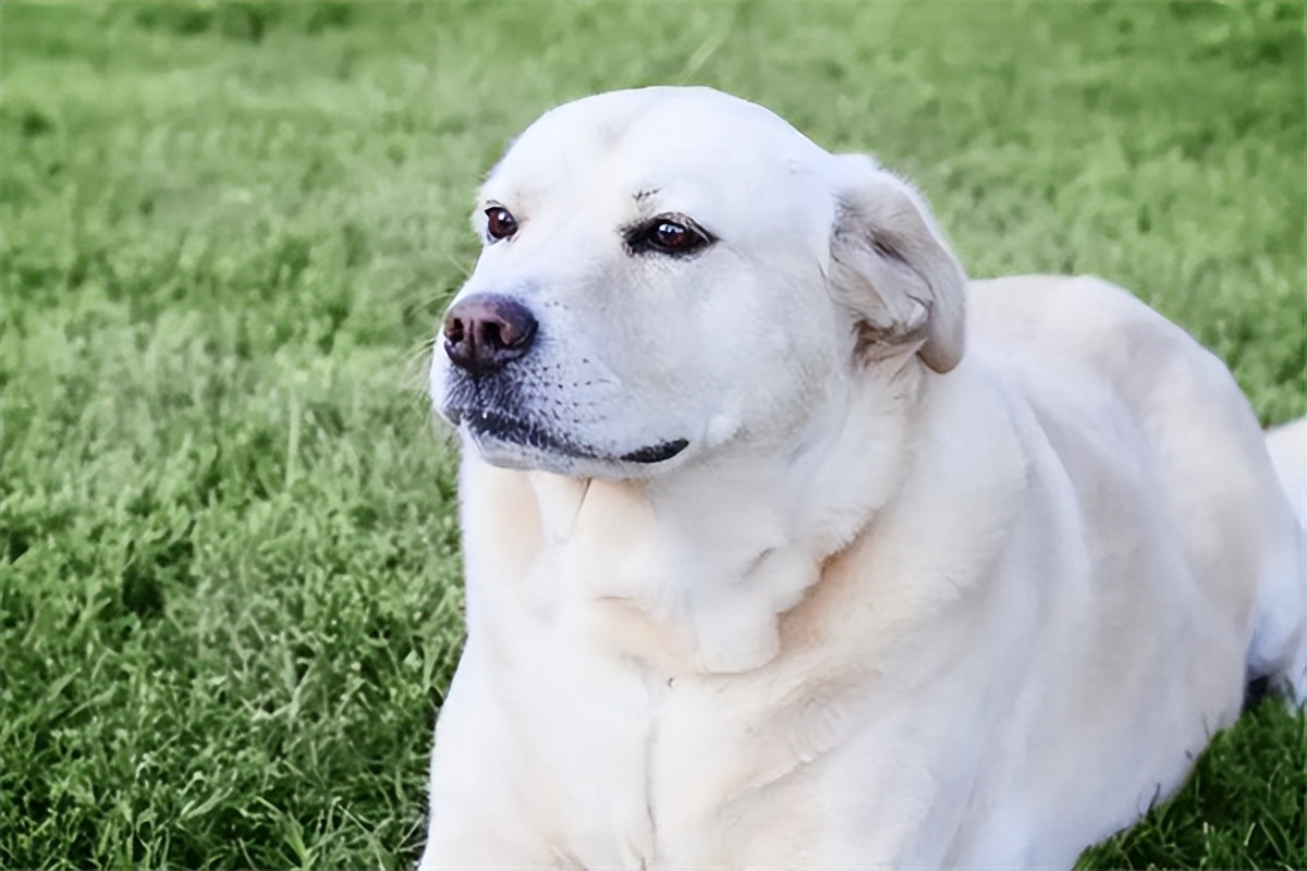 拉布拉多幼犬价格多少钱一只?1000元左右,正规地方购买