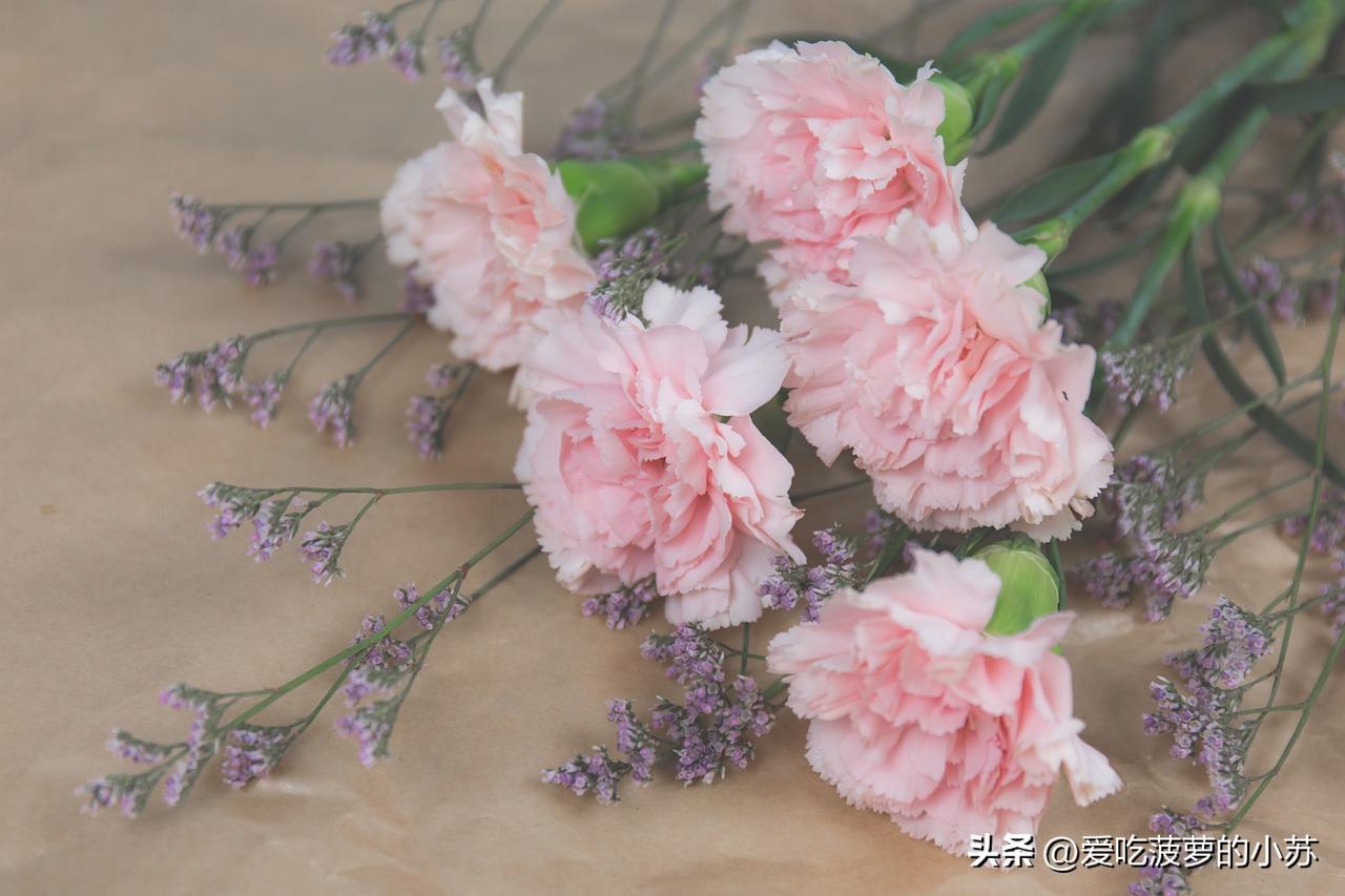 花卉小常识天竺葵,盆栽康乃馨小知识