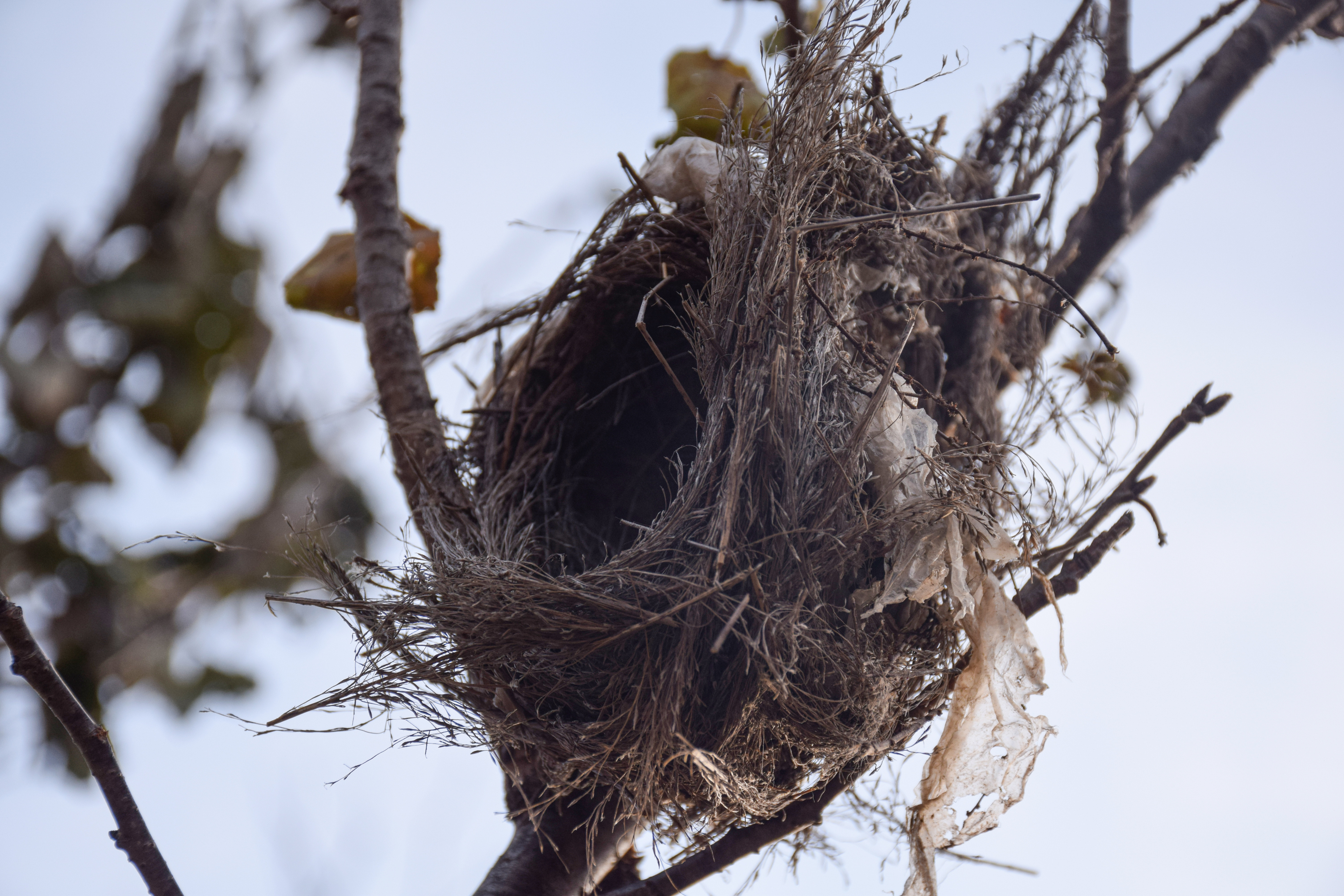 上树掏小鸟,上树掏喜鹊窝