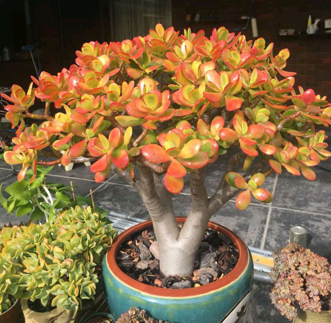 十二卷多肉的品种图鉴,100种多肉植物图片大全