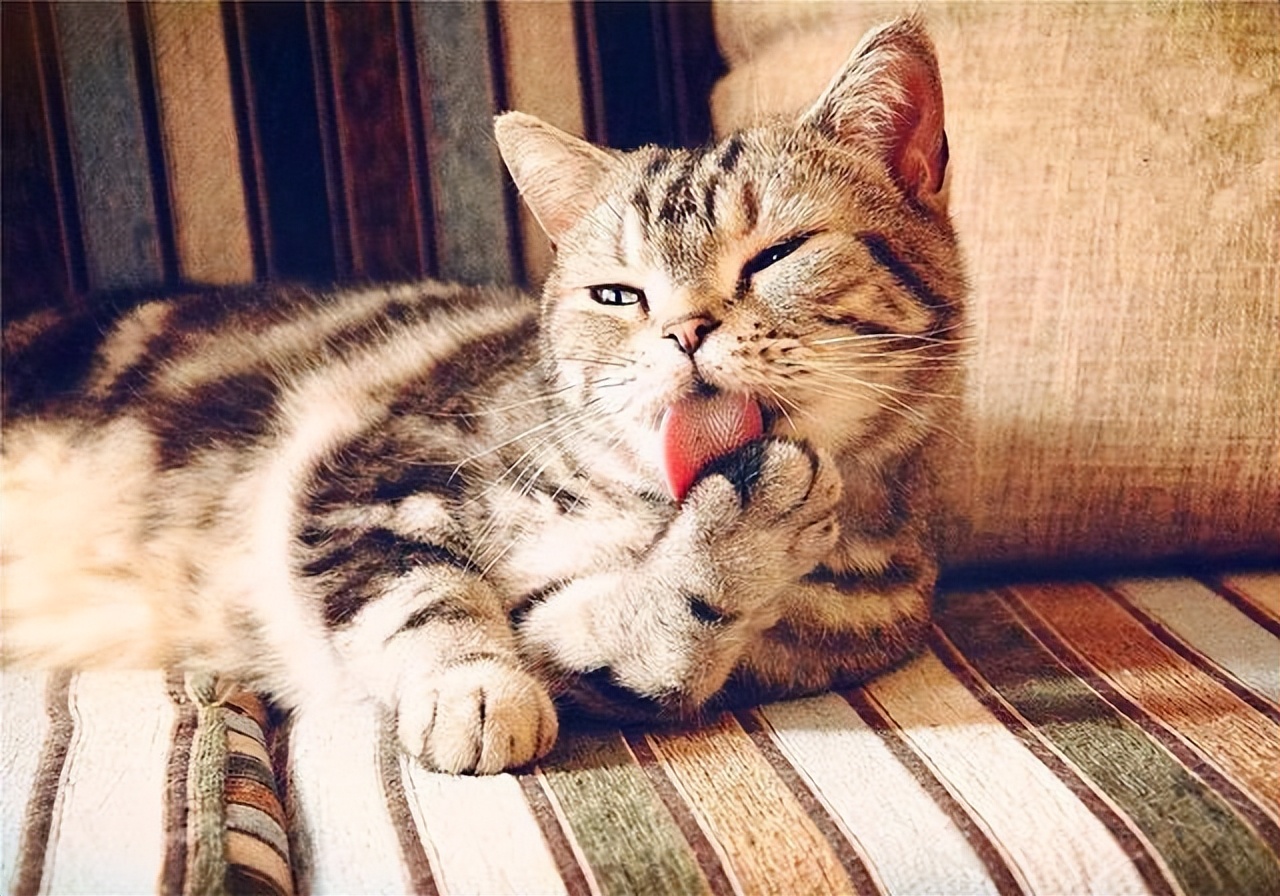 猫咪活泼好动叫什么名字,猫咪为什么突然活泼好动