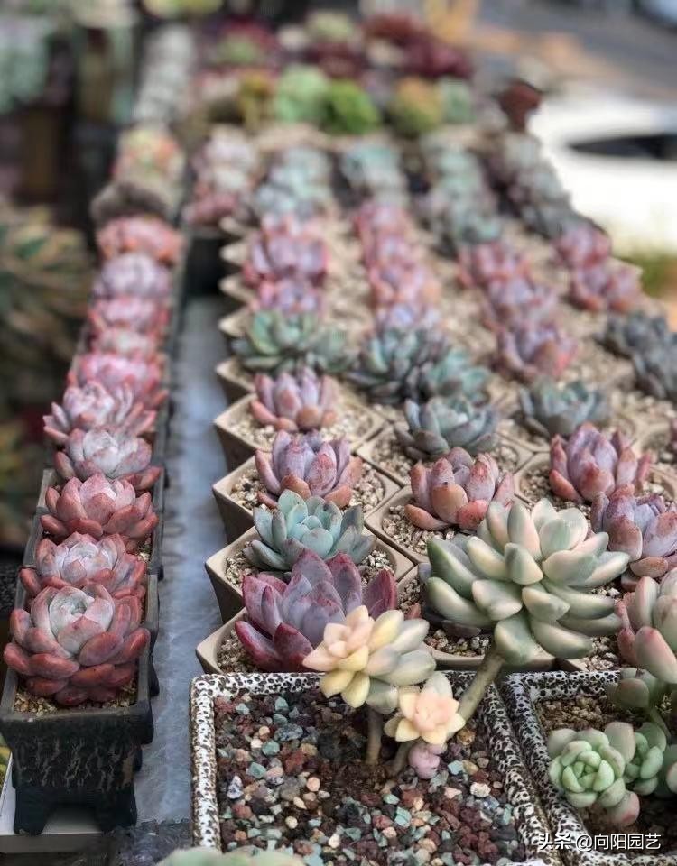 网购多肉有风险，最好“1物1拍”，避免被骗，不良商家太多