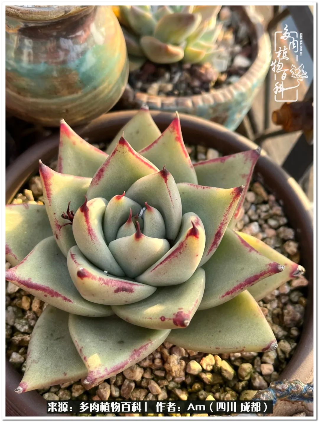 多肉小盆友生活多姿多彩,多肉小精灵福享不停