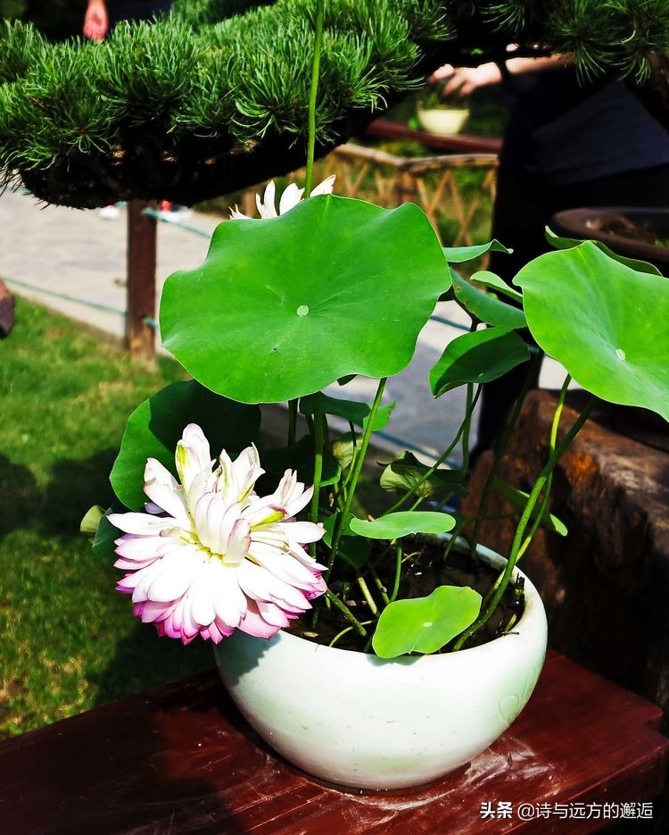 走走看看：接天莲叶无穷碧，映日荷花别样红——古漪园赏荷