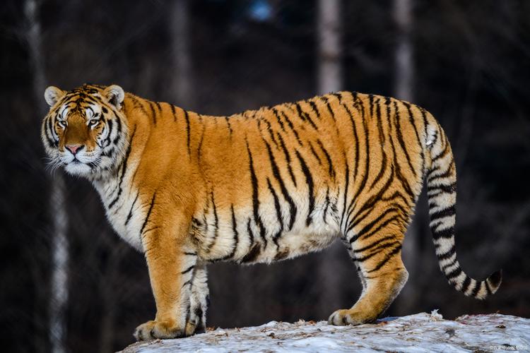 野生东北虎完达山一号始末,近来有完达山一号东北虎消息吗
