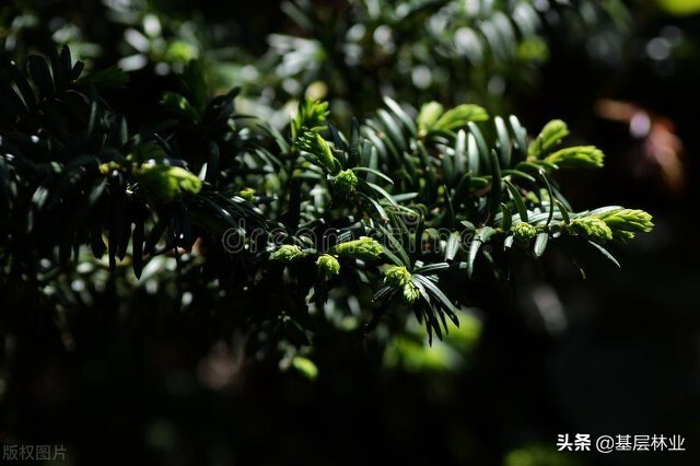 中国特有干果,中国特有的坚果香榧