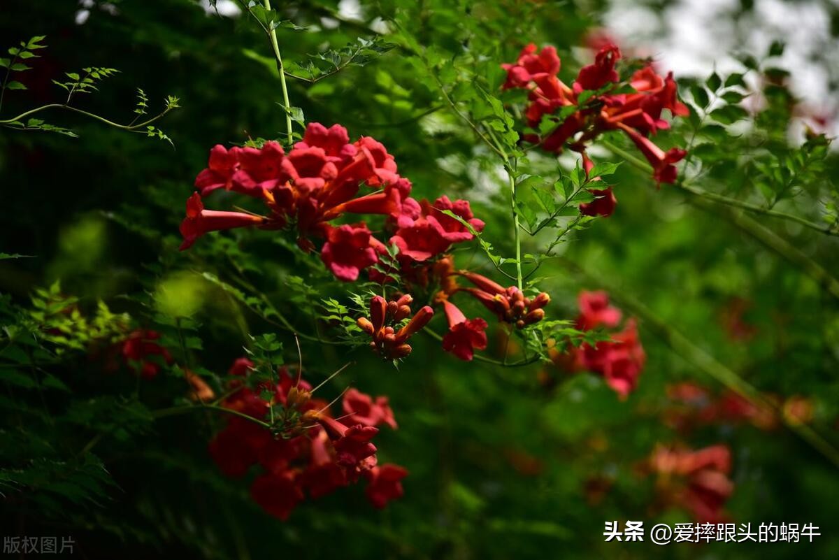 夏日里盛开的凌霄花,绚烂开放的凌霄花