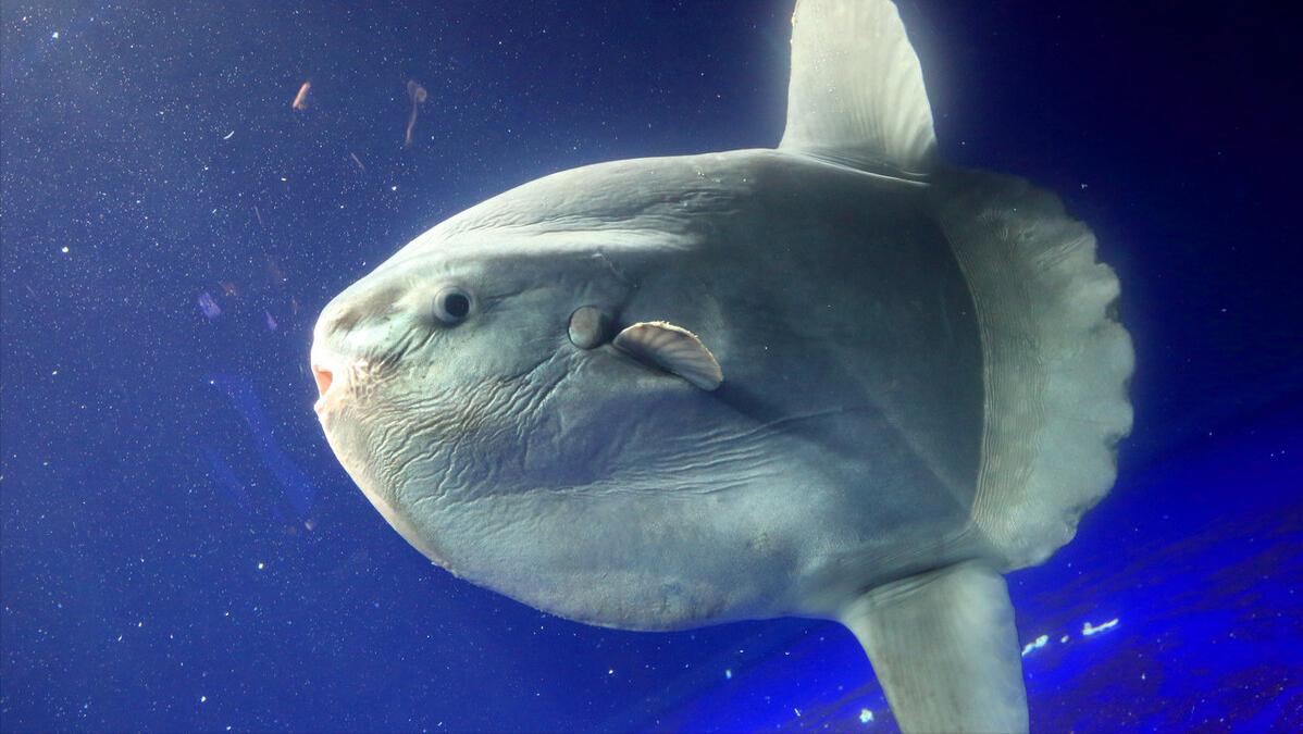 世上最萌的动物考拉,最懒的动物考拉